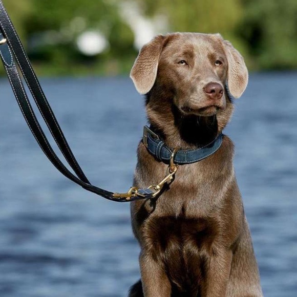 WILLIAM WALKER COLLAR LEATHER - Picture 3 of 8